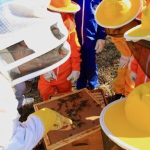 Apicultor por um dia as colmeias da Joana