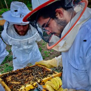 workshop apicultura iniciantes