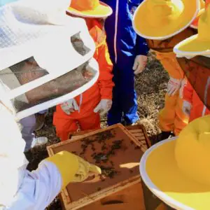 Apicultor por um dia as colmeias da Joana