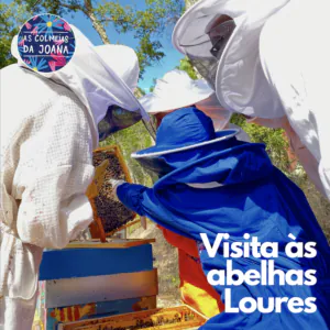 visita às abelhas