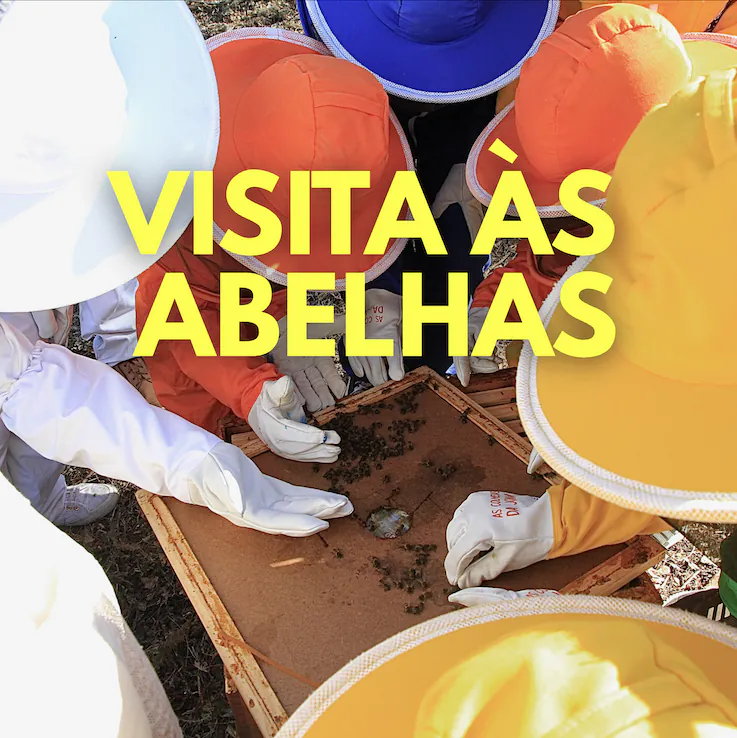 visita abelhas