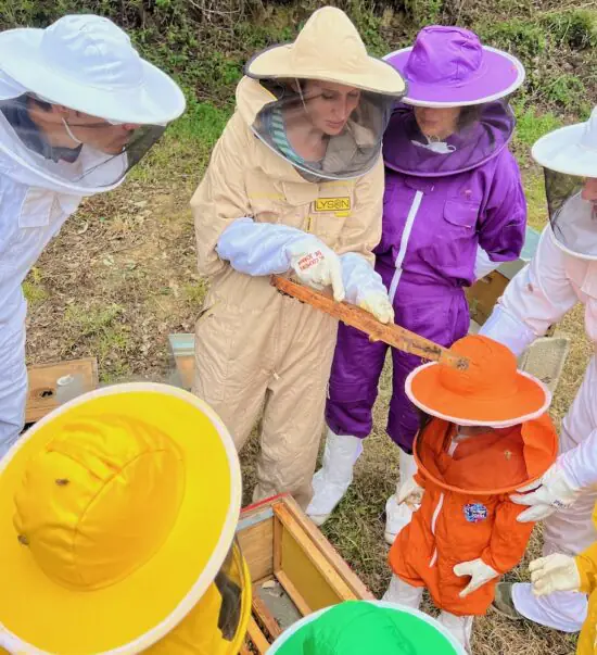 apiario 2 bee tour 2